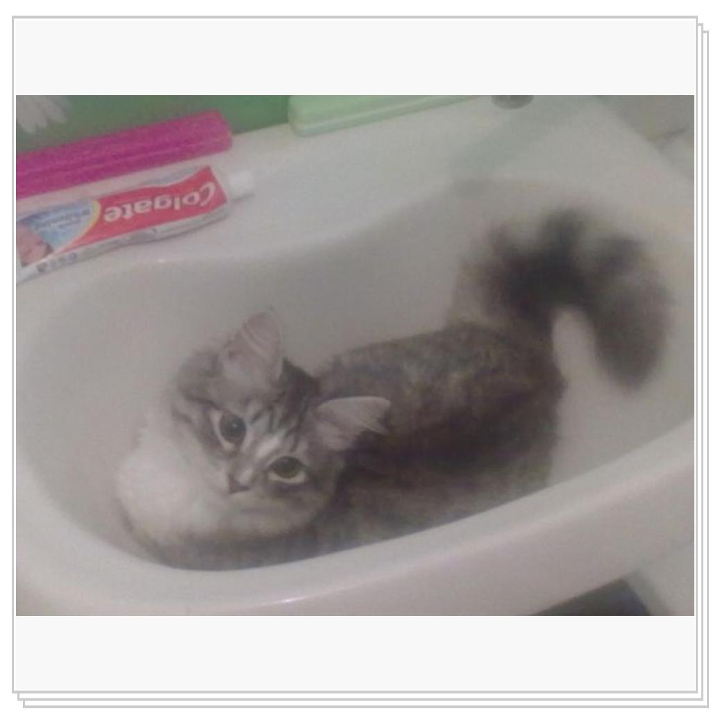 Моё мяучило