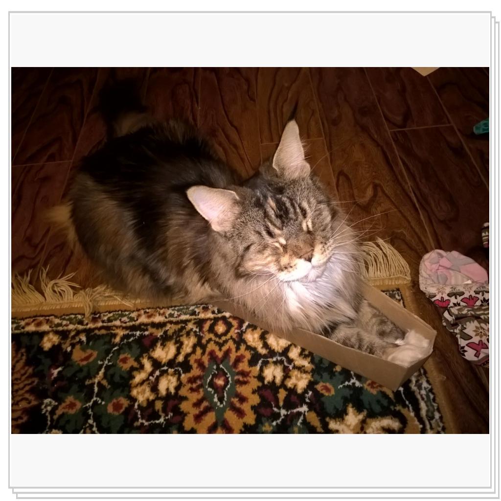 все кошки любят коробки