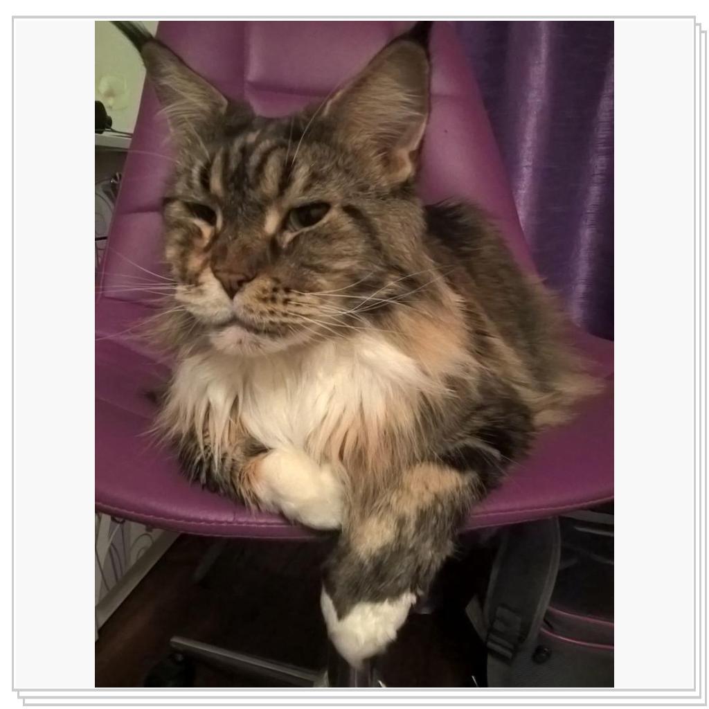 на компьютерном кресле