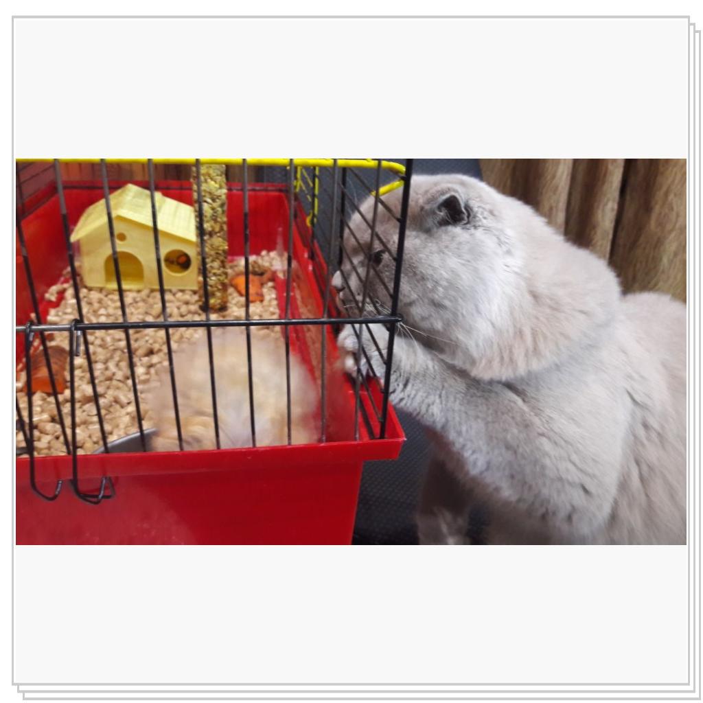 Знакомство с хомячком