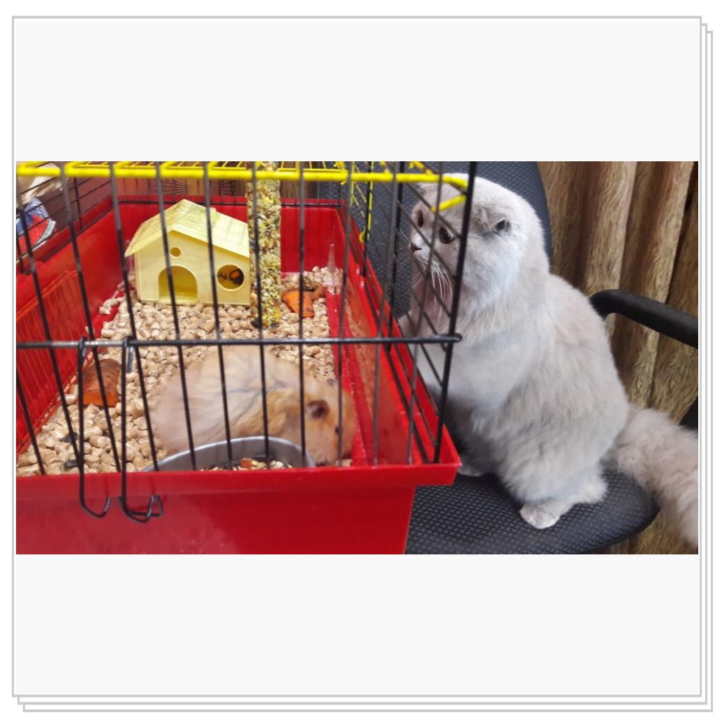 Знакомство с хомячком