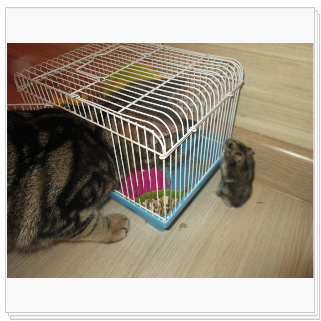 Да вот беда, кот подрос, а привычка отдыхать в клетке осталась....