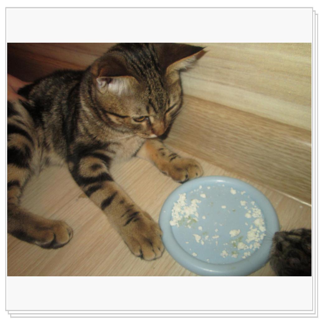 Кекс не жадный и всегда с наслаждением наблюдает, как Белка лакомится из его миски.