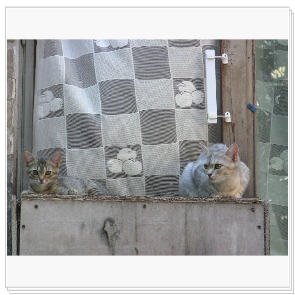 Греются на солнышке