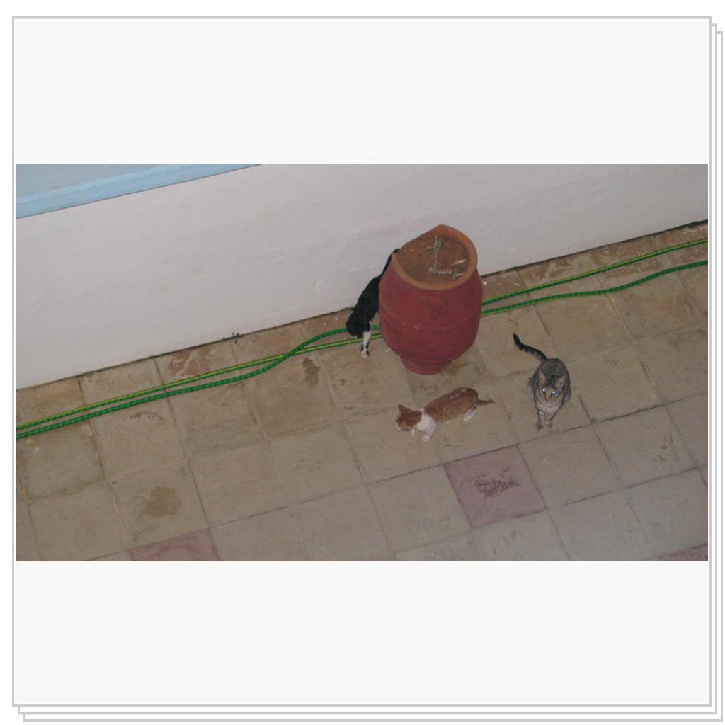 Кошки Греции