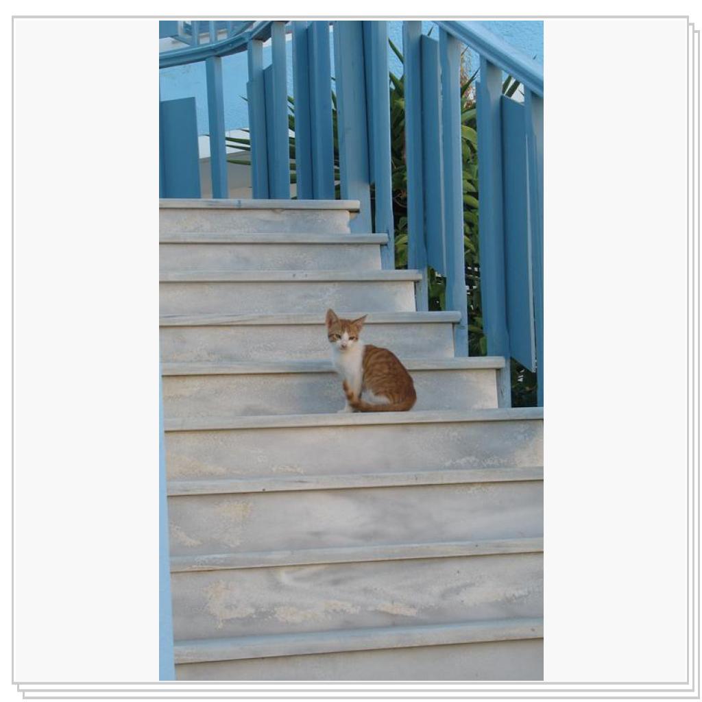 Кошки Греции