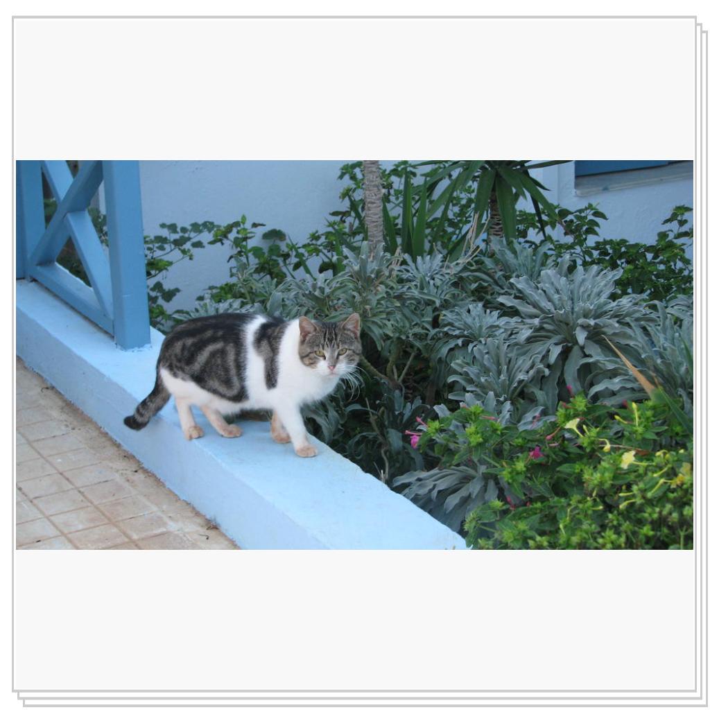 Кошки Греции