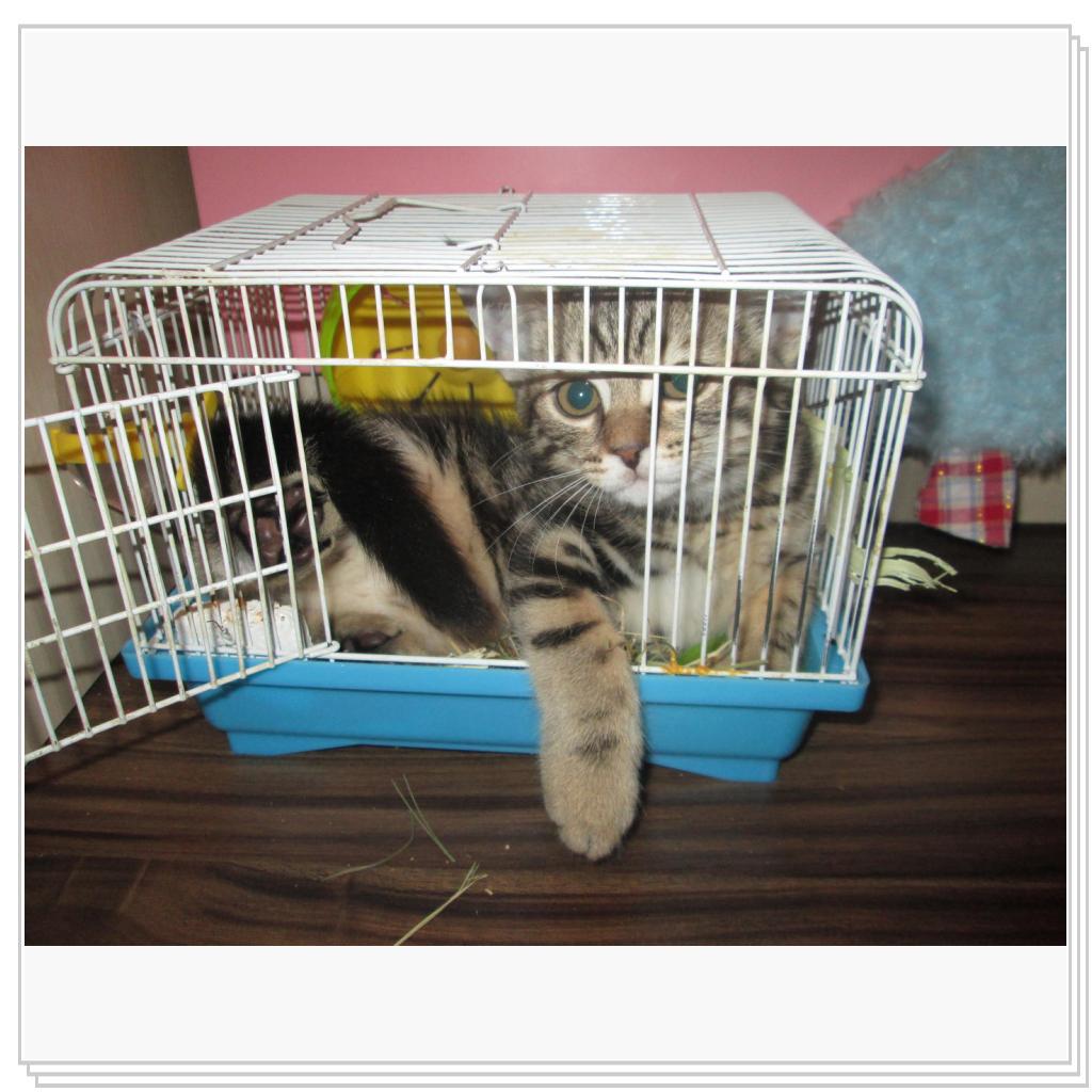 Любимое место Кекса - это клетка его подруги, хомячки Белки. Пока та прогуливается по квартире, кот незамедлительно занимает ее домик.