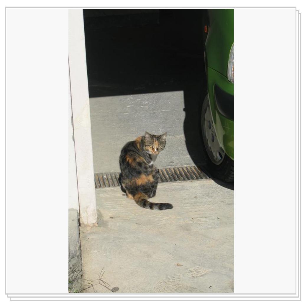 Кошки Греции