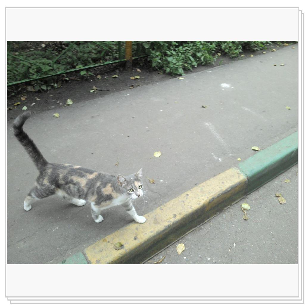 Дворовая красавица