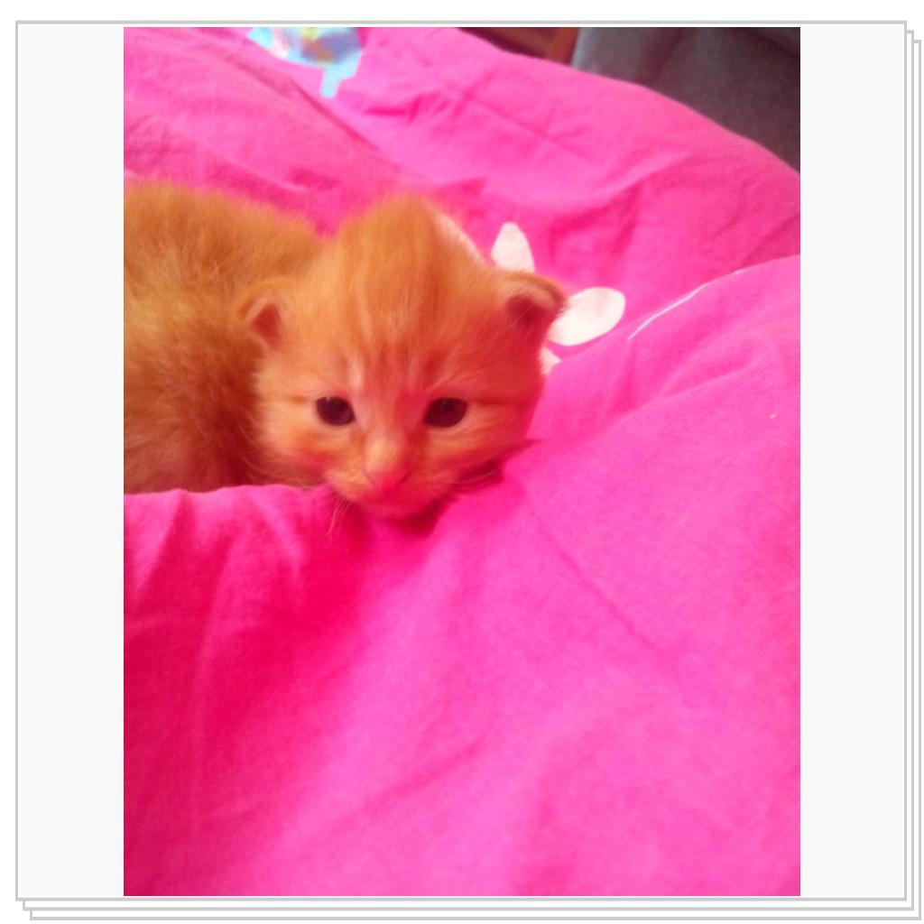 У кошечки Лори появились котятки