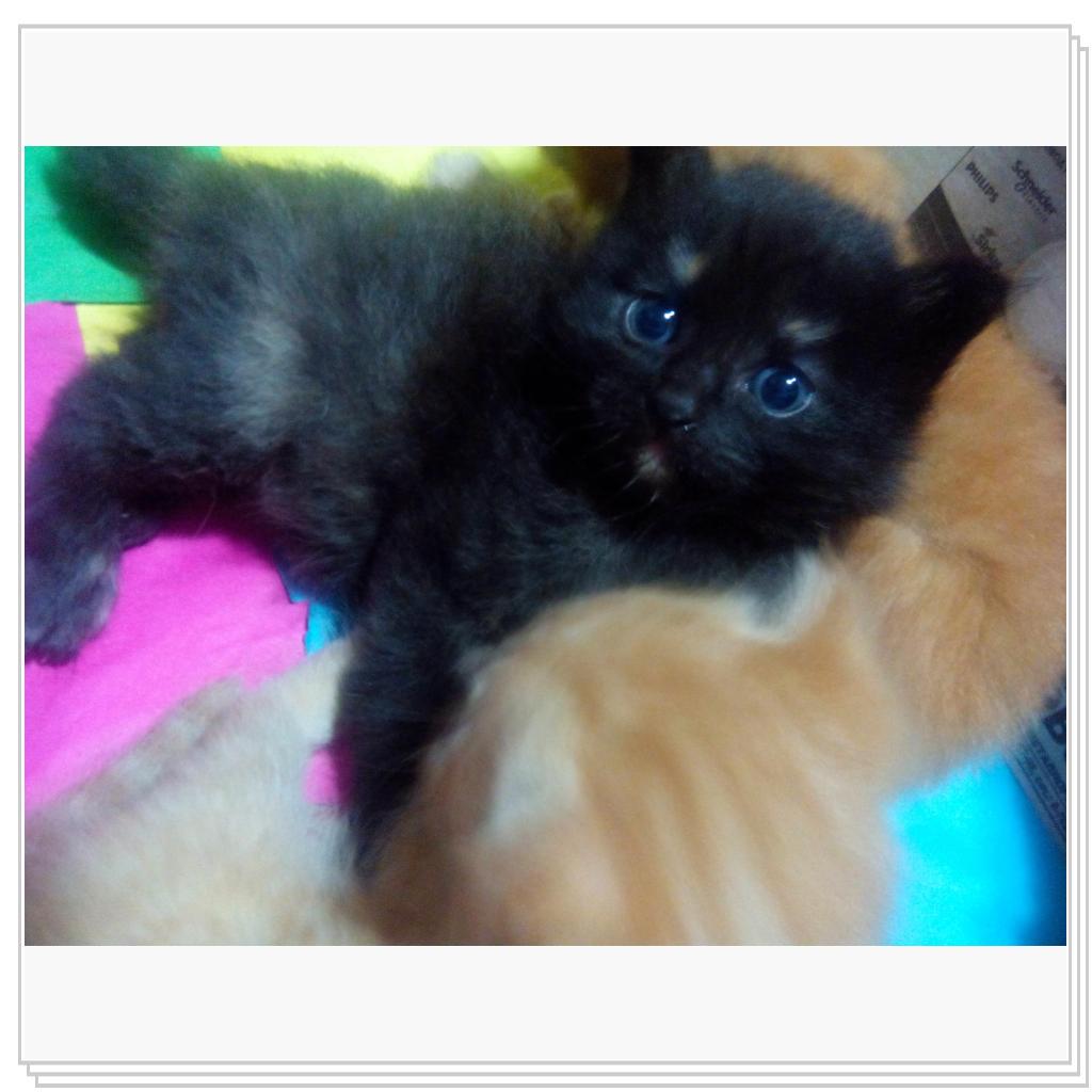 У кошечки Лори появились котятки