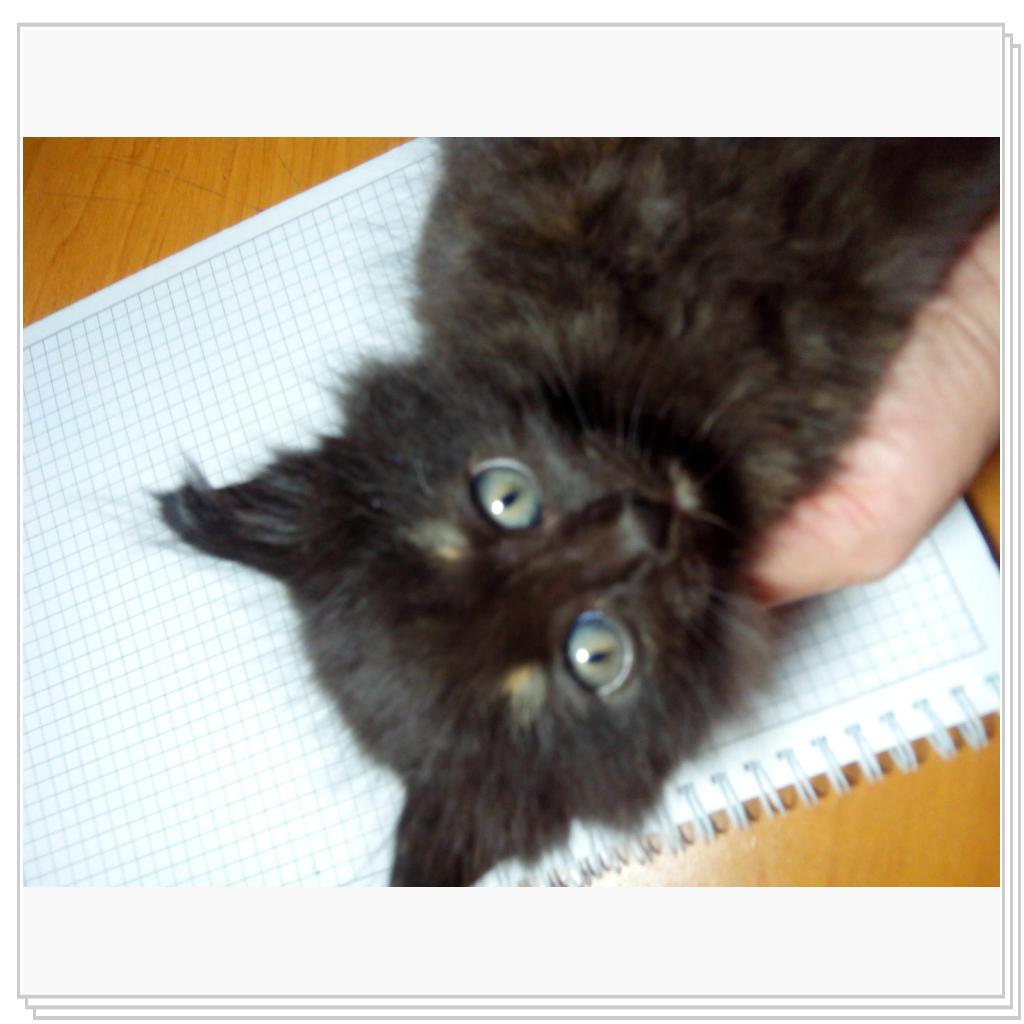 У наша кошечка окатилась)))у нее появились 3 очаровательных котят