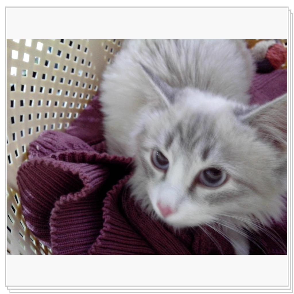 Ириску везут в новый дом