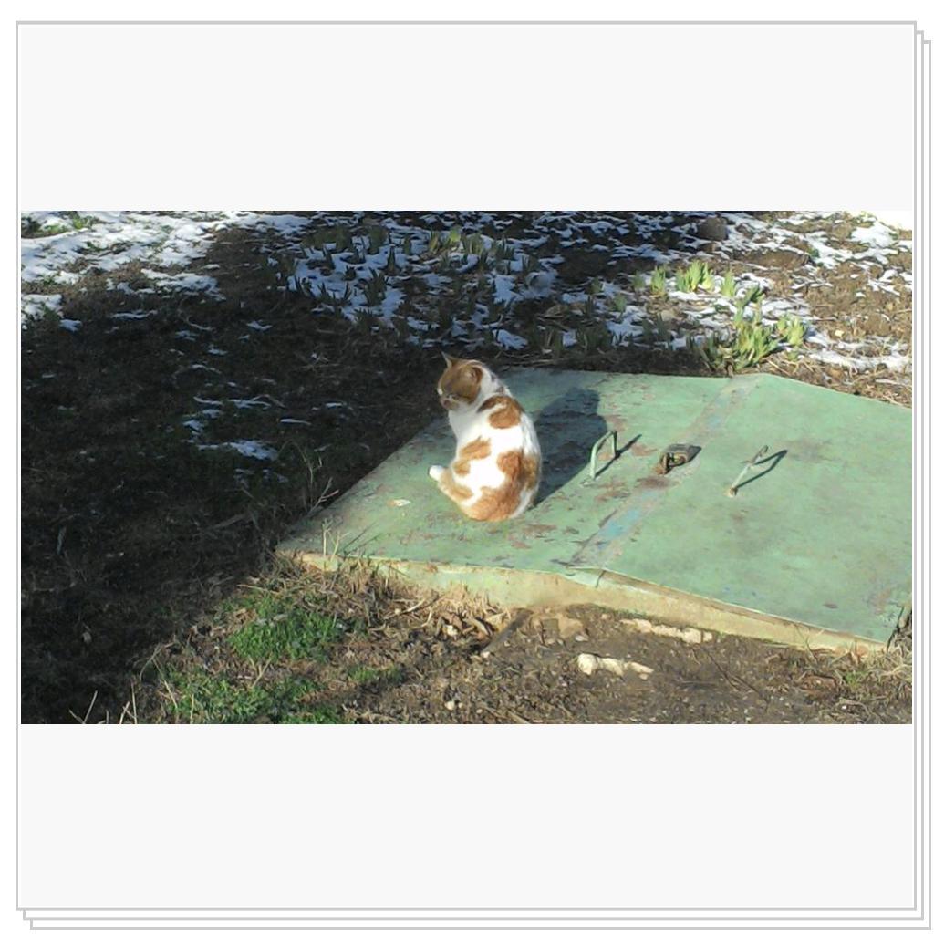 Кошки Севастополя