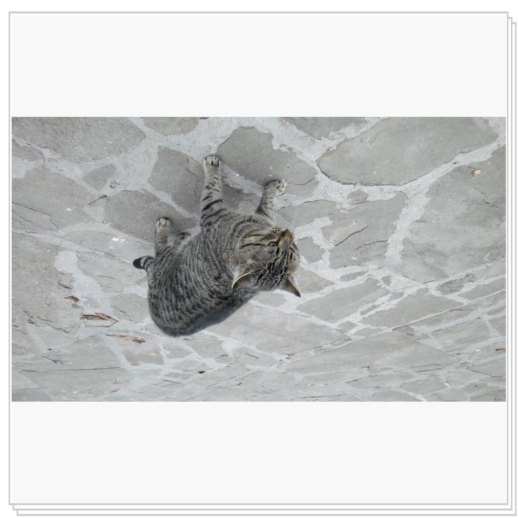 Кошки Севастополя