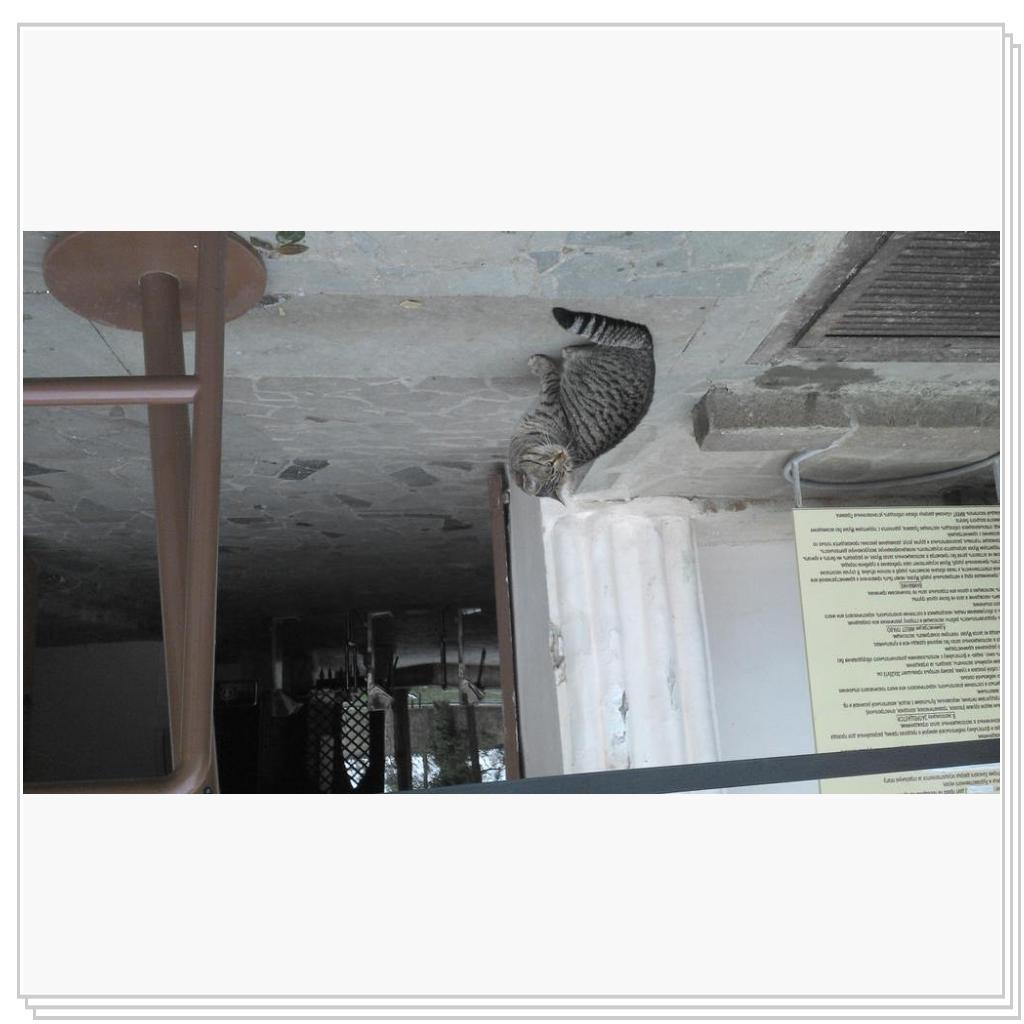 Кошки Севастополя