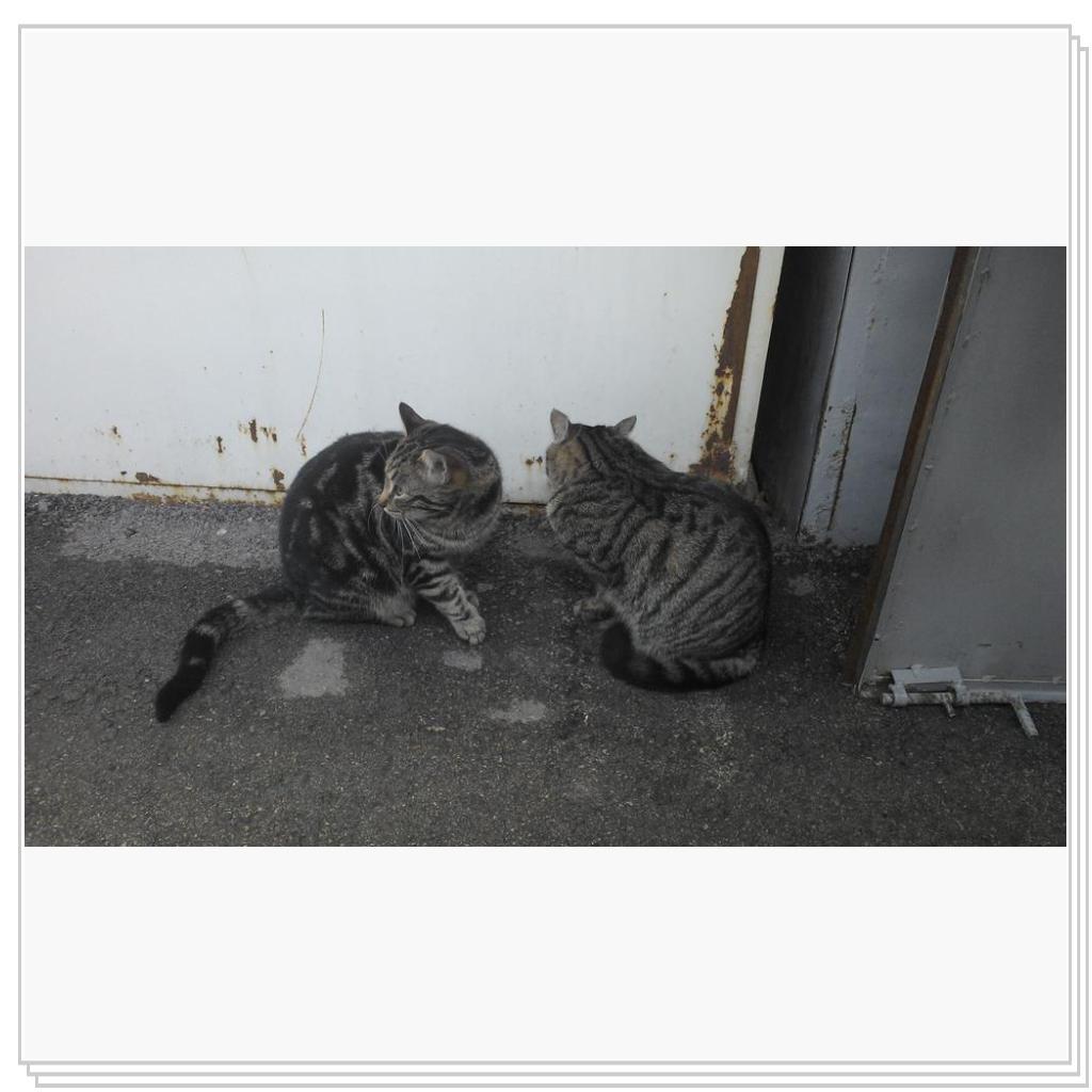 Кошки Севастополя