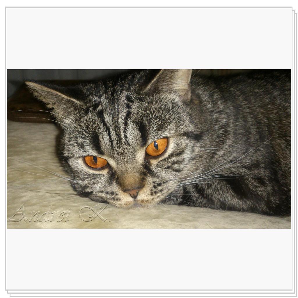 Шотландская кошка. Мила