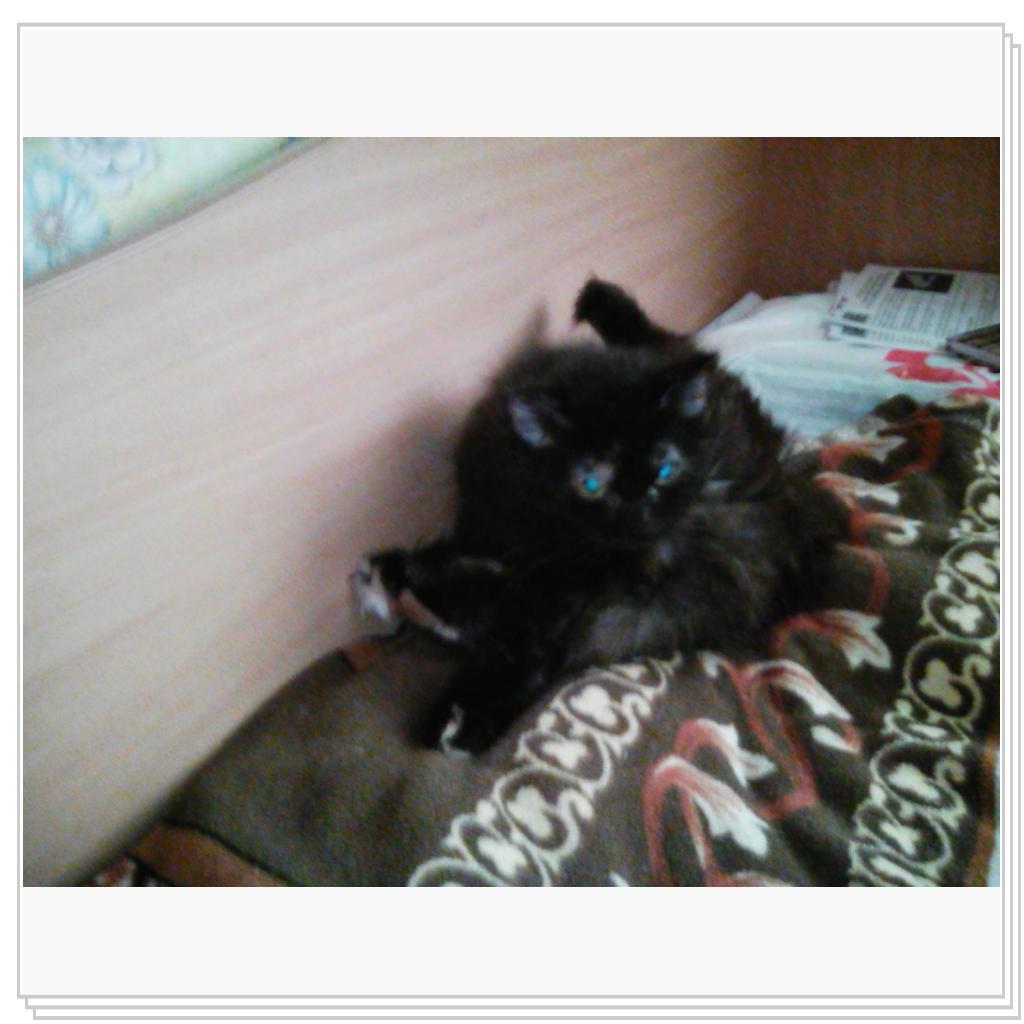 Любимицы Жуля и Муся))