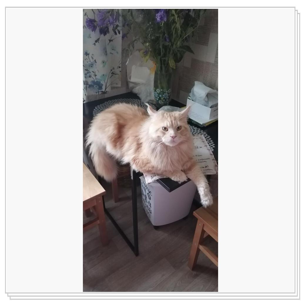 Ну очень любит лежать на столе...