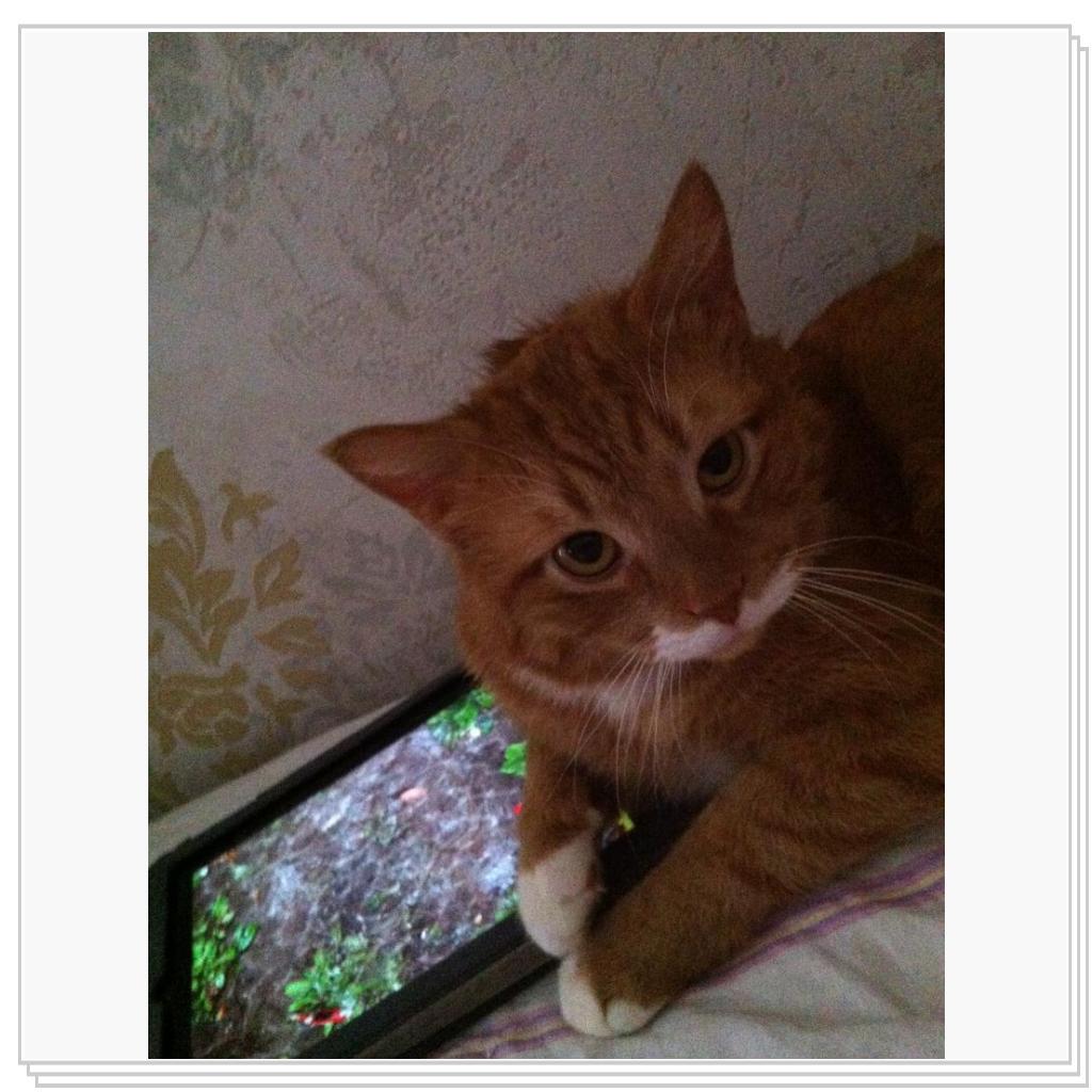 Кошачий планшет