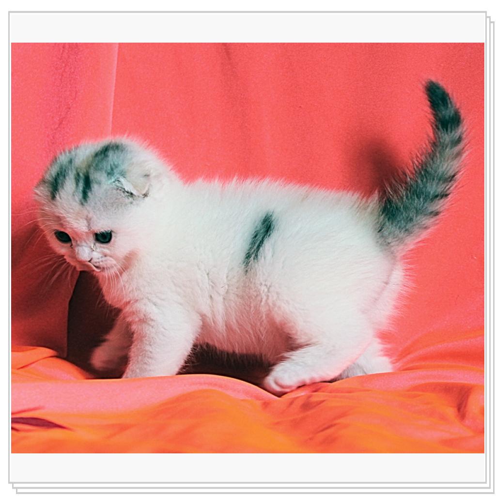 Вислоухие дочи!