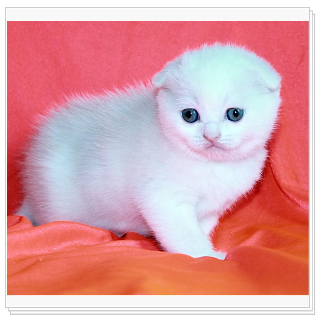 Вислоухие дочи!