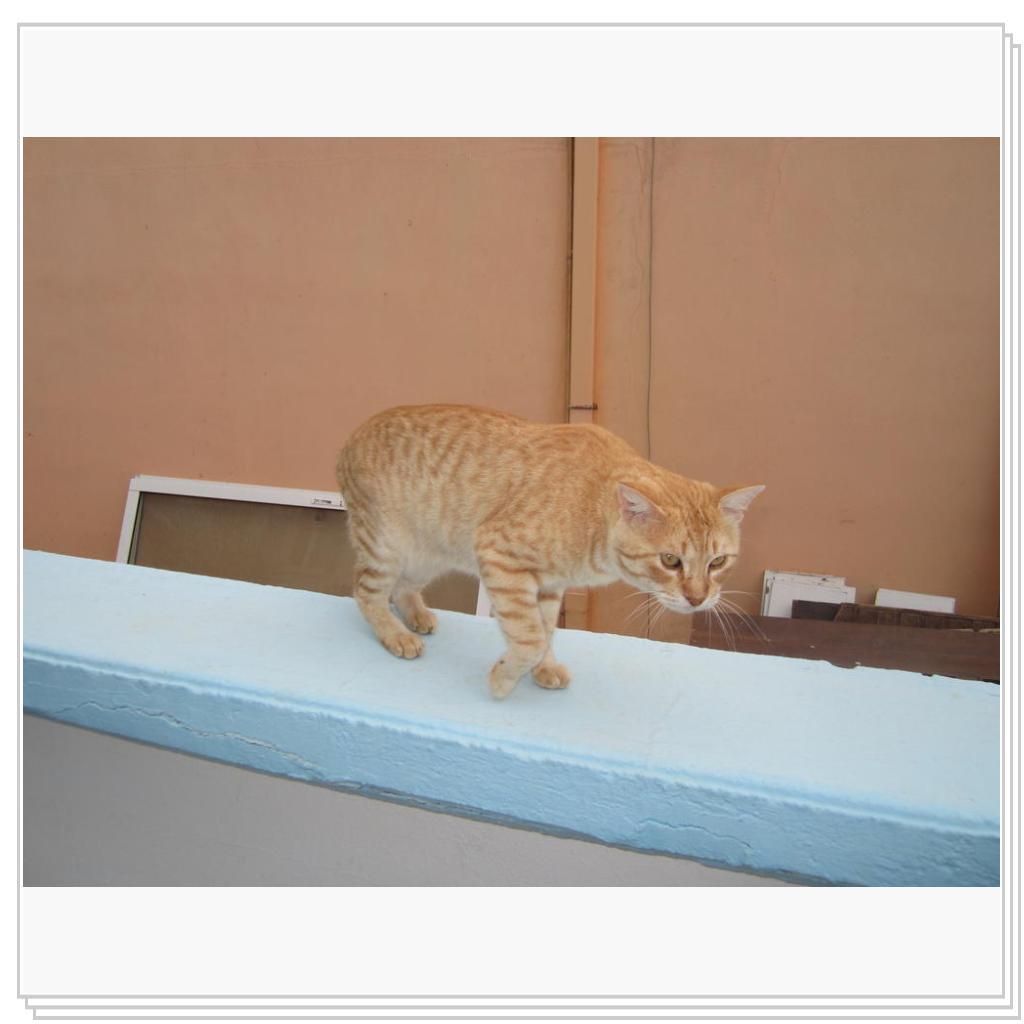 Кошки Греции