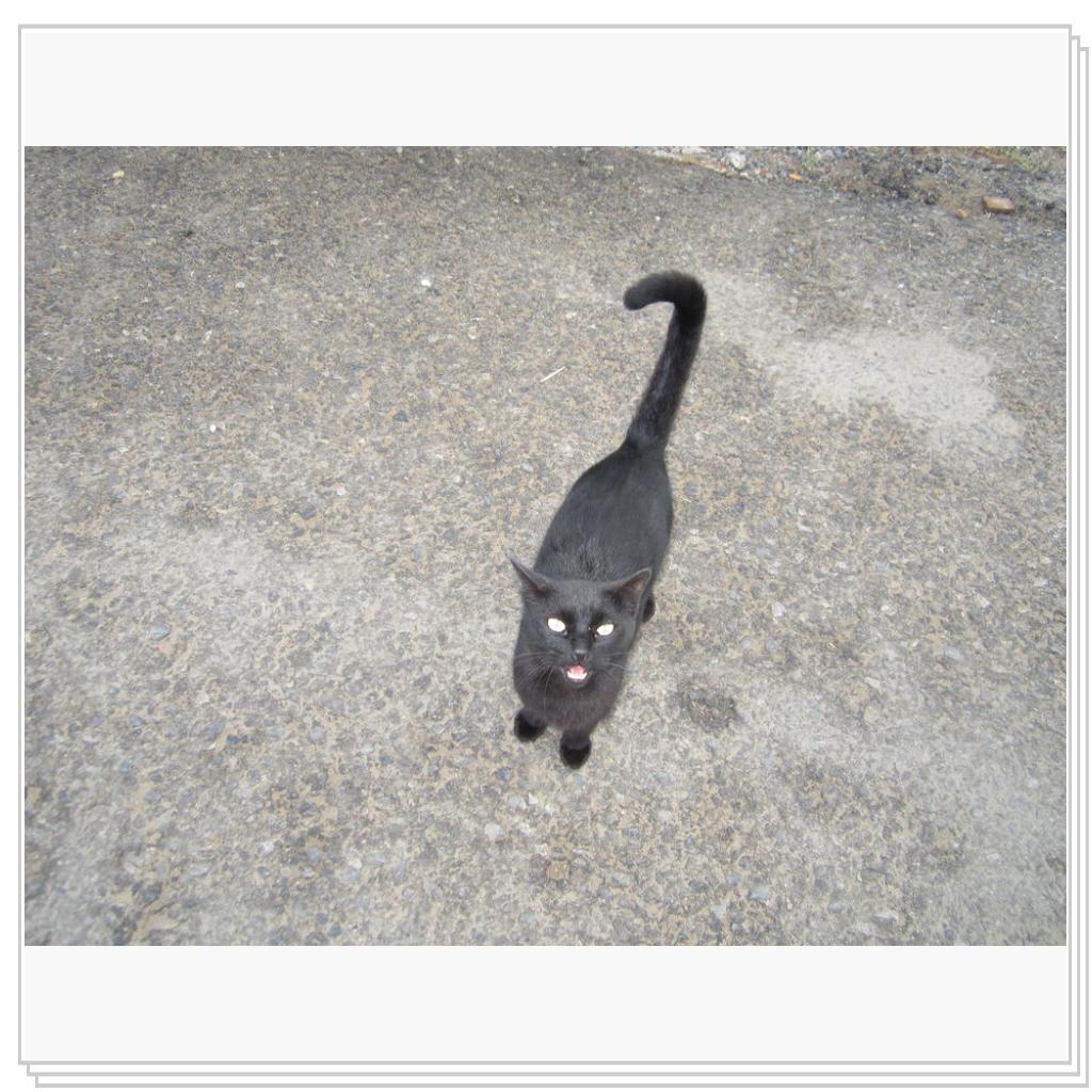 Кошки Греции