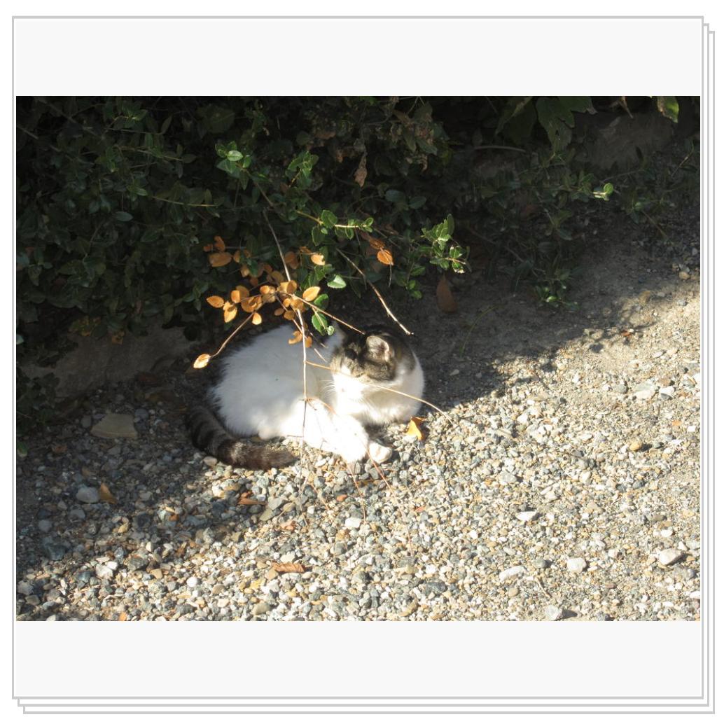 Кошки Италии