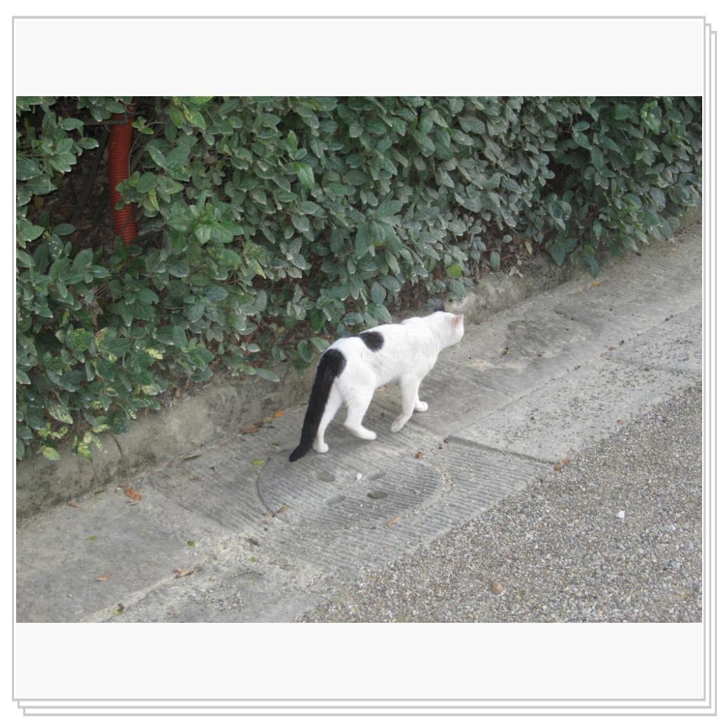 Кошки Италии