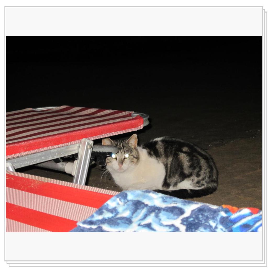 Кошки Греции