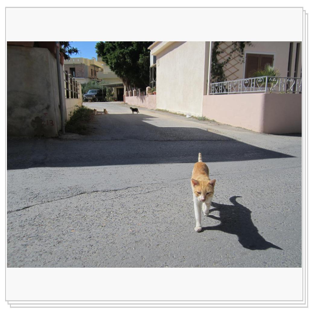 Кошки Греции