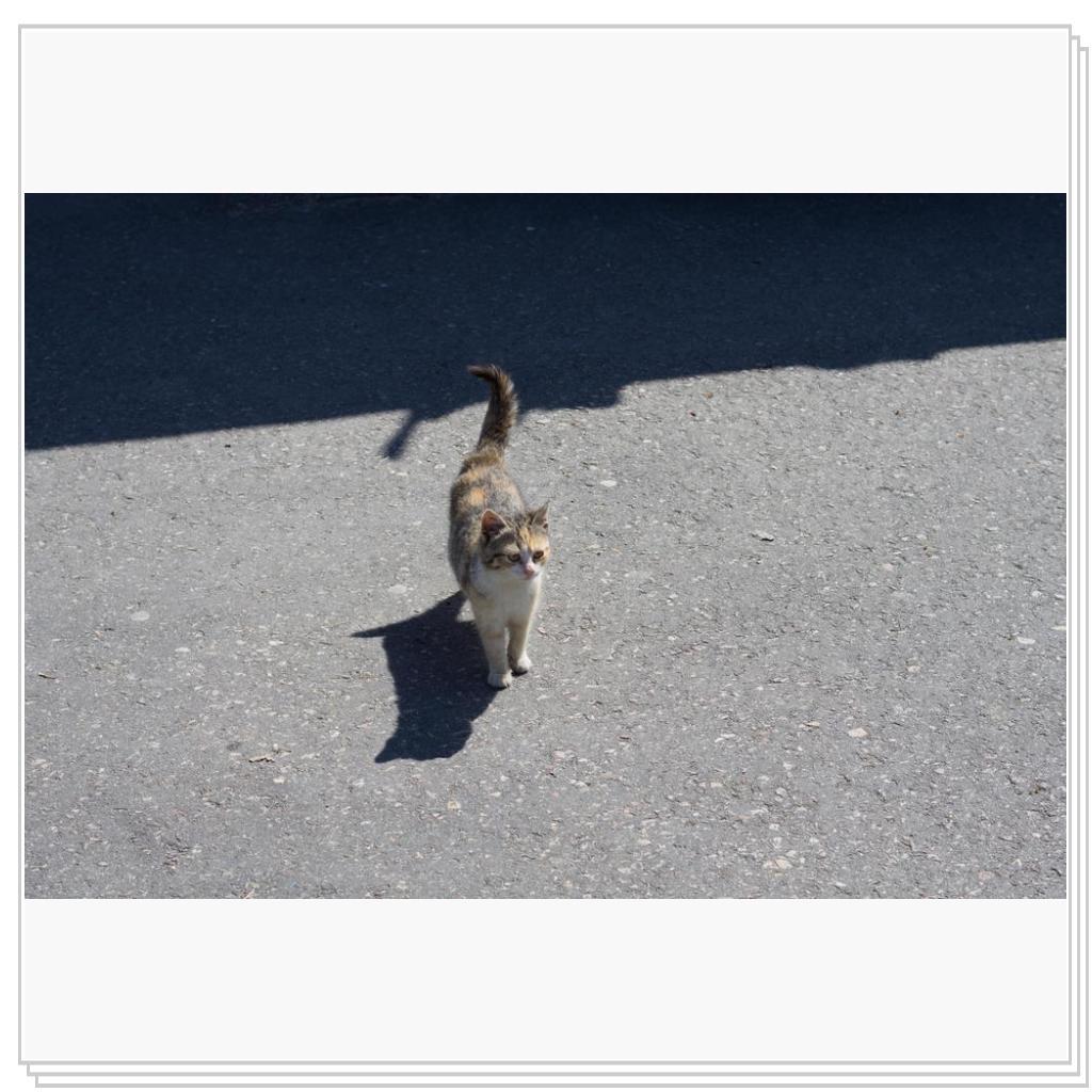 когда буду еще раз в Крыму, обязательно буду брать с собой на прогулку кошачий корм