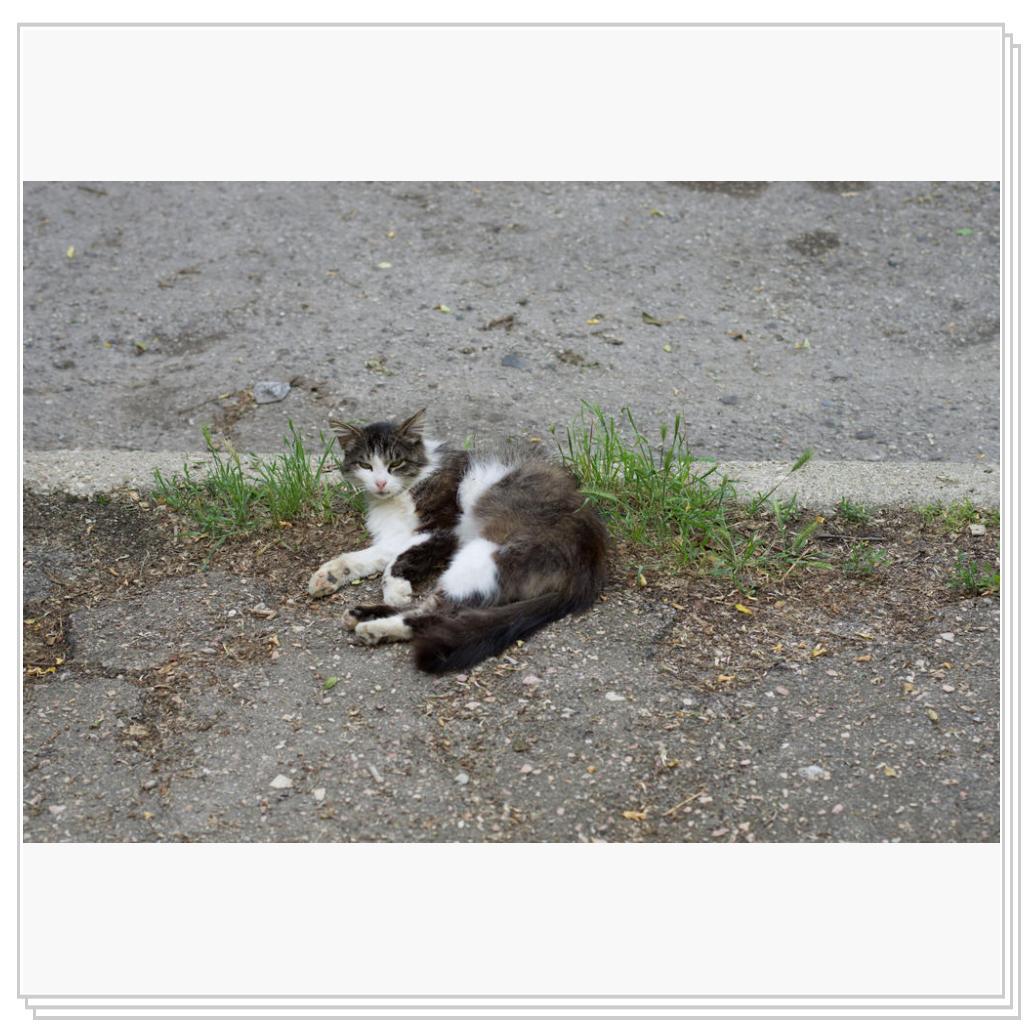 Севастопольский кот