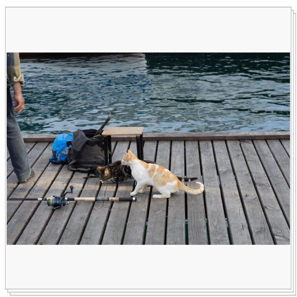 Кошки на рыбалке