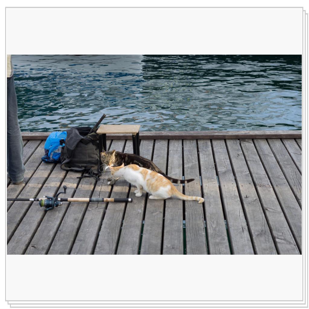 Кошки на рыбалке