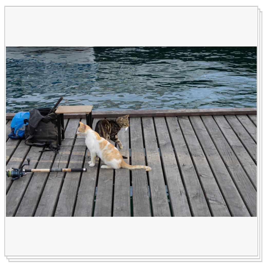 Кошки на рыбалке
