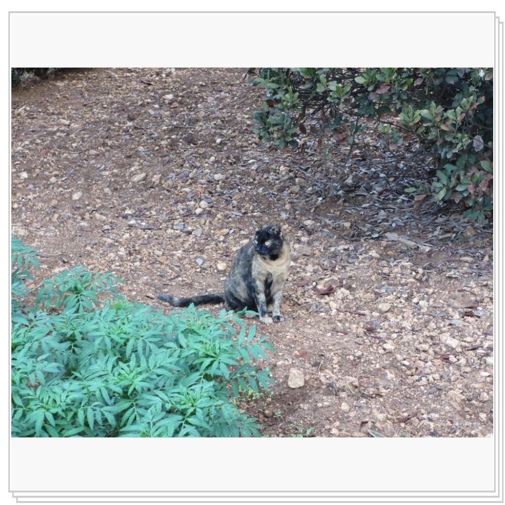 Кошки Мальты