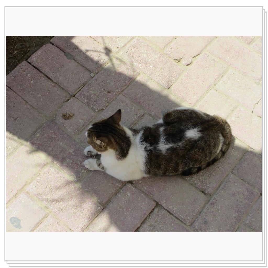 Кошки Мальты