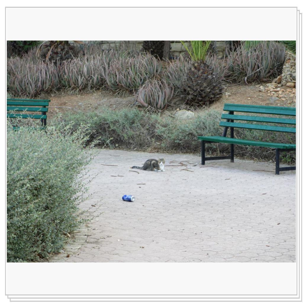 Кошки Мальты