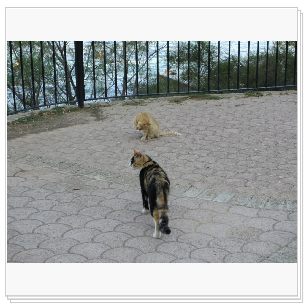 Кошки Мальты