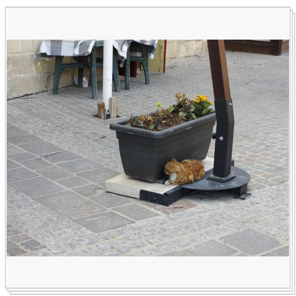 Кошки Мальты