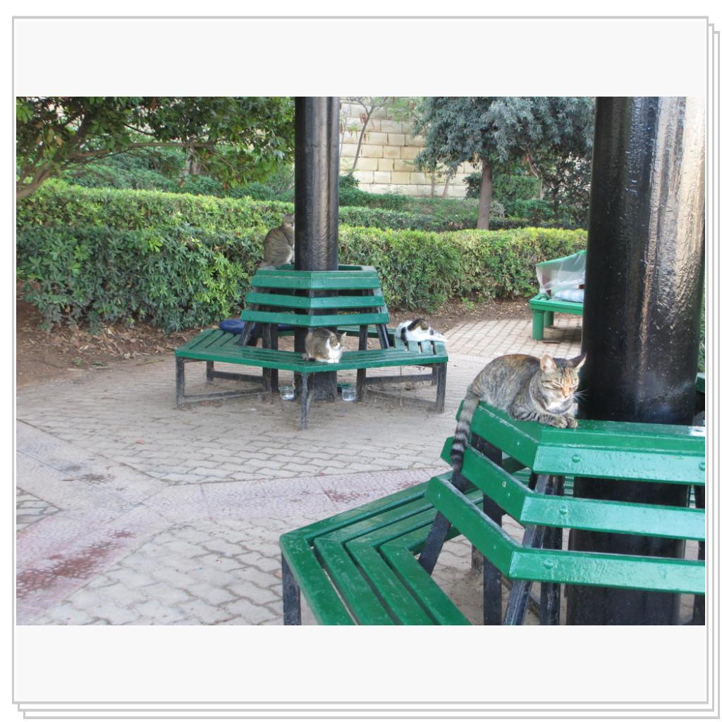 Кошки Мальты