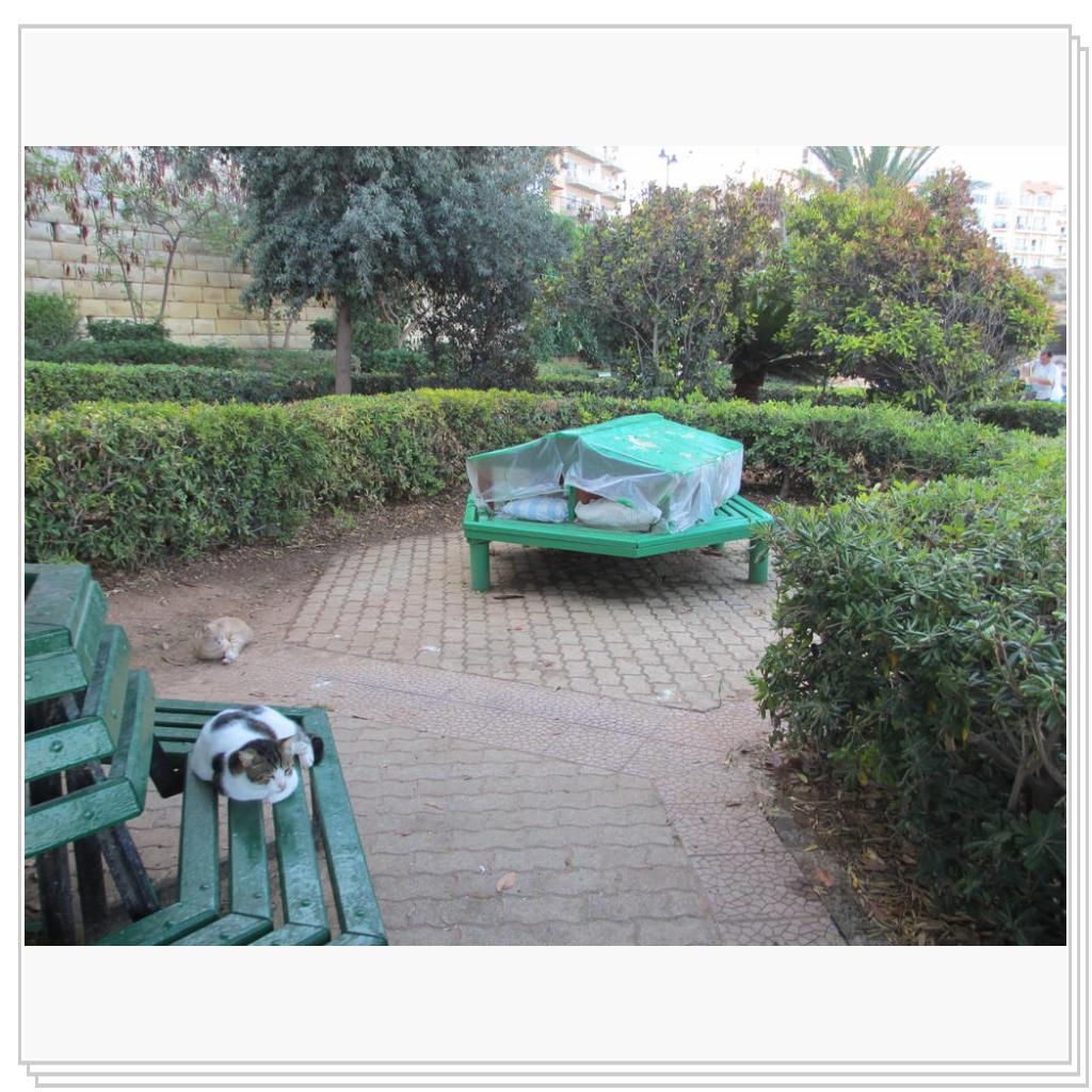 Кошки Мальты