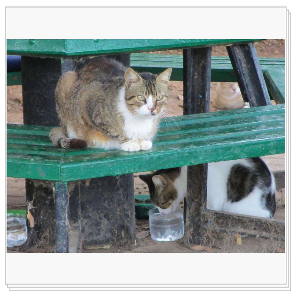 Кошки Мальты