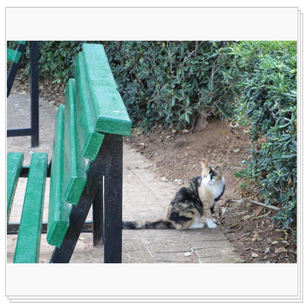 Кошки Мальты