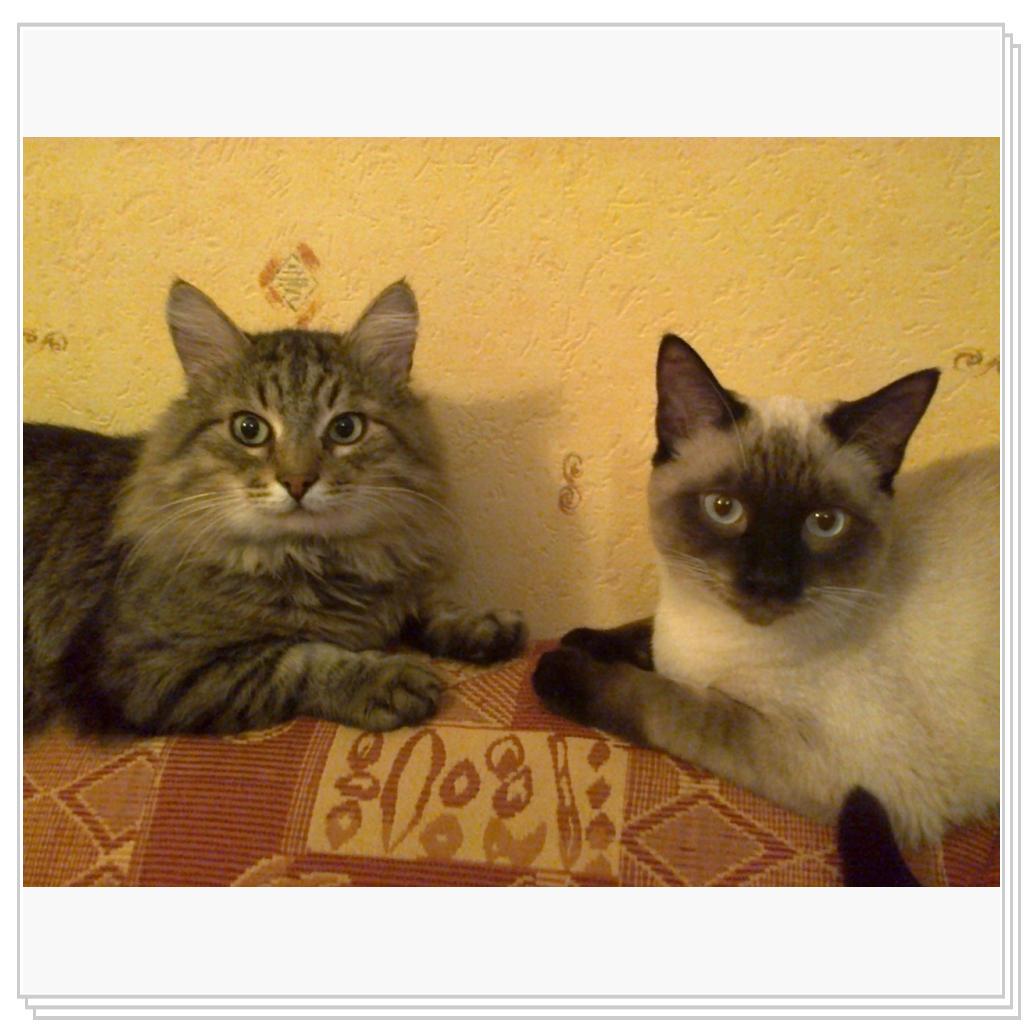 Немного котов..