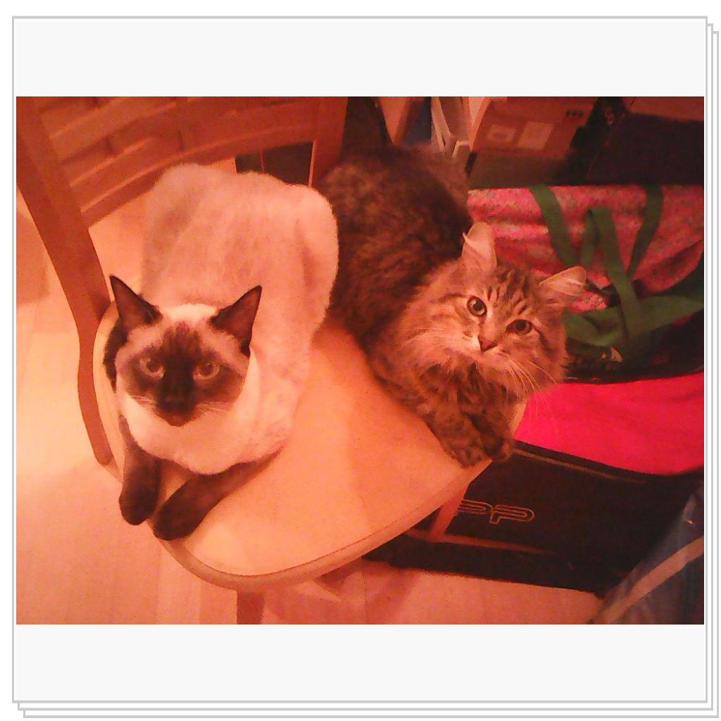 Немного котов..